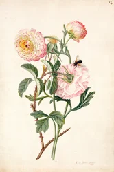 Musk Rose and Anemone, 1767